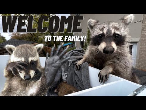 Unbelievable Encounter: Mother Raccoon Welcomes 4 Adorable Babies Into Her Family | Part 2