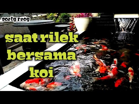 Saatnya rilek menikmati indah ikan koi
