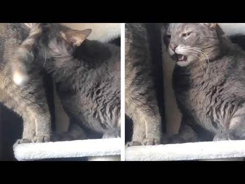 Cat Pulls Face After Sniffing Friend's Butt