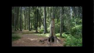 preview picture of video 'Zauberwald - Pfad in Bernau im Schwarzwald - Natur Pur'