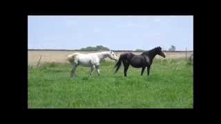Our Appaloosa stallion meeting his mares in pasture for the first time! And his foals For Sale!