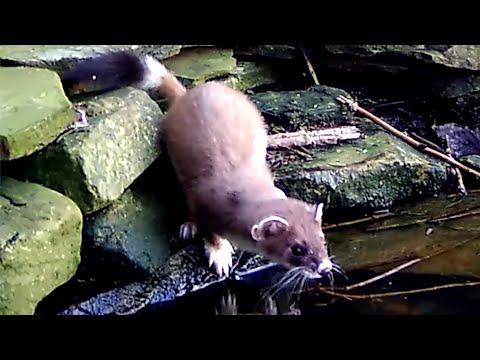 Stoat Slips on Ice | Discover Wildlife | Robert E Fuller