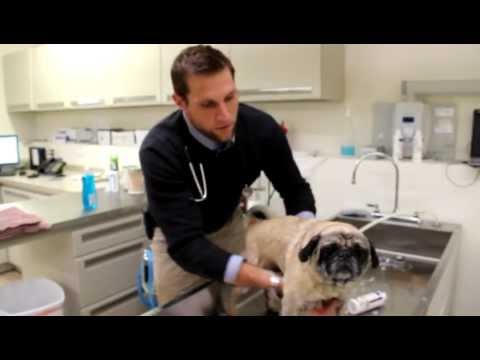 How To Give Your Pet A Medicated Bath by St. Paul Pet Hospital