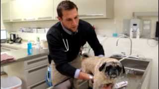 How To Give Your Pet A Medicated Bath by St. Paul Pet Hospital