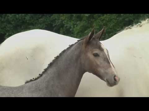 Holsteiner Fohlenauktion 2016 in Behrendorf - Nr. 44 v. Van Gogh -Cassini I