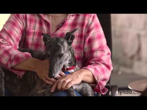 Greyhound Rescue Mini Documentary