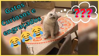 VDEO DE GATOS CURIOSOS E ENGRAADOS 