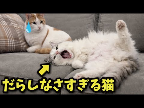 世界で一番だらしない猫をご覧ください