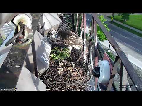Red-tailed Hawk Chick Returns To Nest For Prey Drop And Long Visit – June 24, 2019