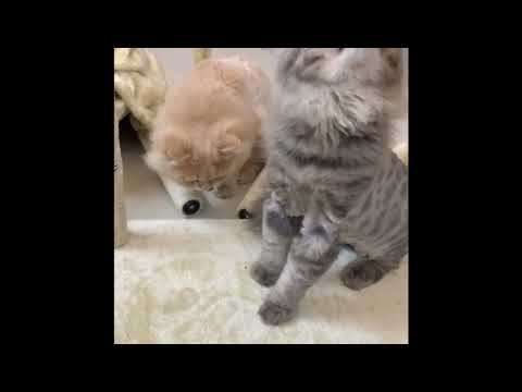 Unboxing - Cat Tree house with Dual Cave