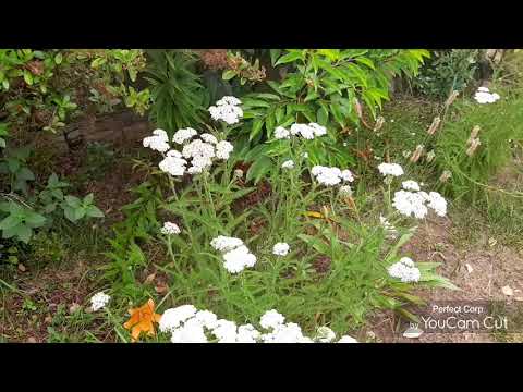 Spiriti della natura. Erbe & incanti.. Achillea millefolium.