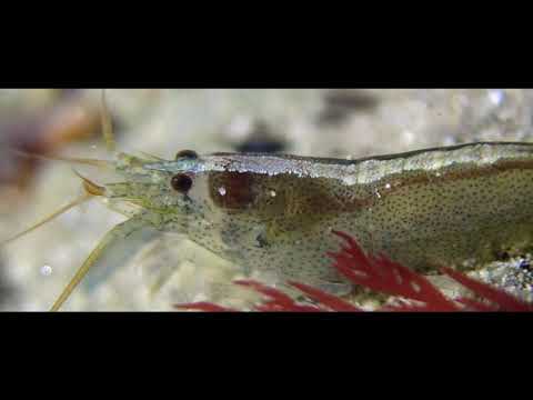 Hooded Shrimp (Athanas sp.) / Woody Bay / Isle of Wight
