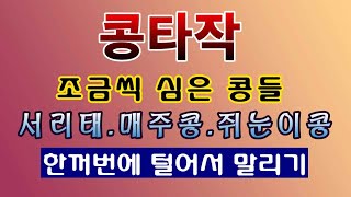 [텃밭농부.1,274]  여러가지 콩타작하는 방법. 서리태, 매주콩, 쥐눈이콩, 울콩
