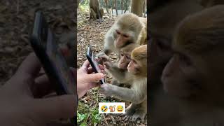 Download lagu Ngeprank monyet ,lihat ekspresi nya 🤣 #shorts #prank #monyet #humor mp3