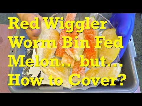 Assortment of melon rinds for 72-day red wiggler worm bin - vermicompost