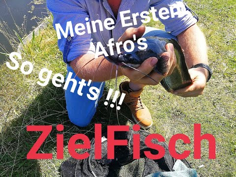 Afro Wels Angeln in Reuver  Indoorvisrivier mein Erster Afrikanischer Wels