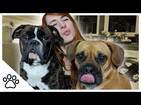 ALLES über unsere HAUSTIERE - XXL Haustier FAQ