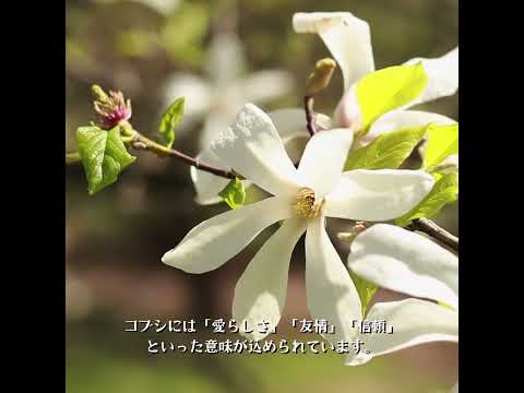 3月13日　マグノリアの魅力&mdash;春の訪れを告げる芳香　#マグノリア #辛夷 #木蓮 #泰山木 #花言葉