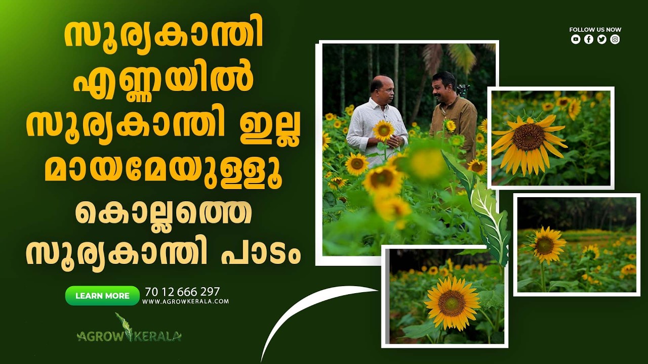 We can also reap profits by growing sunflowers in our country. Sunflower field in Kollam