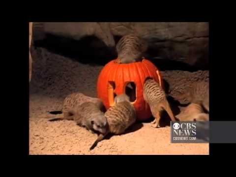 video image