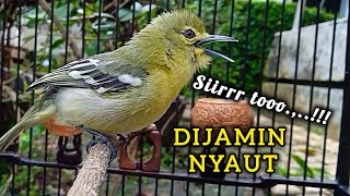 Download lagu Suara Sirtu Gacor NGETIR JERNIH Paling Ampuh Untuk Pancingan SIRTU/Cipow Gacor mp3