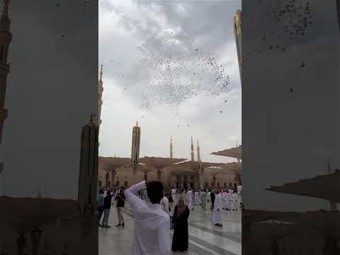 Birds in Medina ❤️ #yzfamily