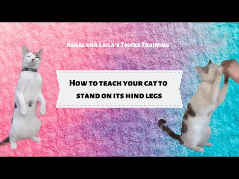 My cat can stand up! | ALL Tricks Training
