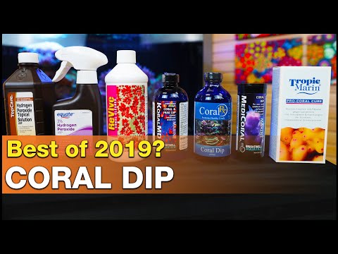 download lagu mp3 mp4 Best Coral Dip, download lagu Best Coral Dip gratis, unduh video klip Best Coral Dip