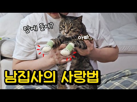 이게 된다고? 호동이가 크게 넘어지는 모습을 본 남집사의 특단의 조치 : 무뚝뚝한 남자의 눈물겨운 고양이 사랑