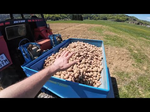 Poljoprivrednici Ne Žele Da Znate Ovu Caku za Sadnju Krumpira ! #sadnjakrumpira