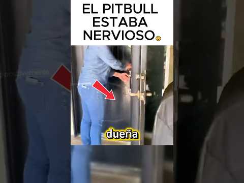 Pitbull no reconoce a su dueño luego de 6 meses