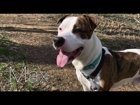 Max, an adopted Pit Bull Terrier & Boxer Mix in Phoenixville, PA_image-1