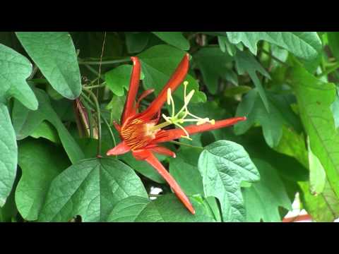 Mainau Island, Bodensee, Germany, HD 1080p