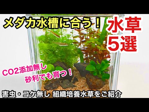 池の水草ベスト５！  庭園