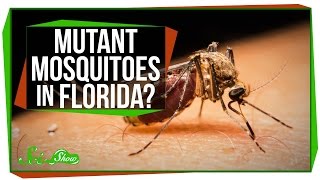 Mutant Mosquitoes in Florida