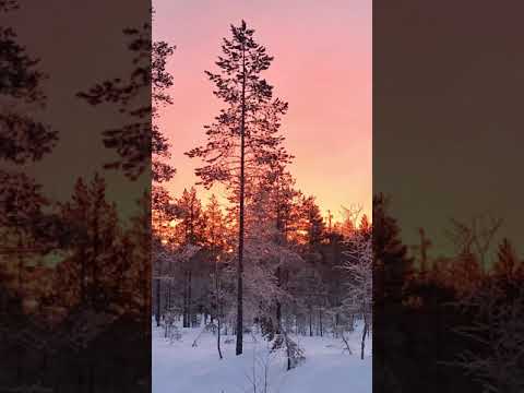 Capercaillie and blackgrouse hunting Sweden 19