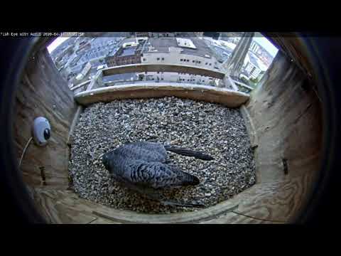 April 11 2020 Ares brings Astrid food 1122AM