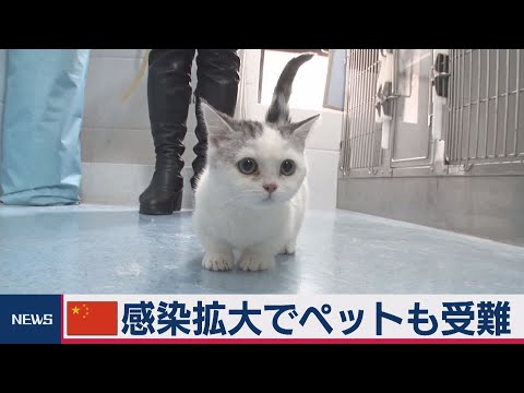 コロナウイルス:感染した動物の死骸が問題を引き起こしている
