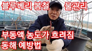 블루베리 동해예방 봄철 물관리가 중요합니다 블루베리 재배 블루베리 묘목,나무,블루베리관리