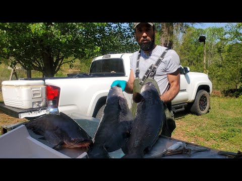 How to Clean a BIG Catfish with James #lazypondfarm Fish & Hunt Blue Cat Cleaning Session