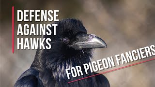 Crow and Raven calls. Hawk deterrent for pigeons
