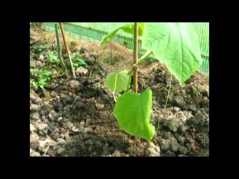 How to grow organic cucumbers from seed in Ireland [Part 1]