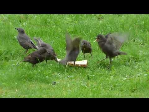 Unruly Starling Young Birds Taught Manners by Female Blackbird