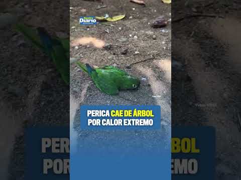 🥵🦜 PERICA CAE DE ÁRBOL POR CALOR EXTREMO 🦜🥵