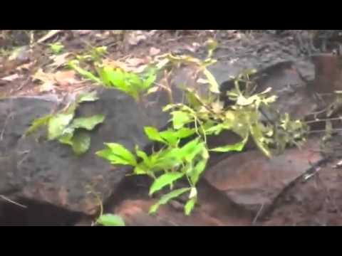 Poezie crestina"Adevarul"