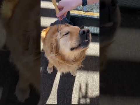 #pet #animal #dog NOT THE SMARTEST DOGS doing DUMB 🤣🤣 THINGS - LAUGH at FUNNY DOGS compilation