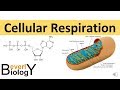 Cellular Respiration (in detail)