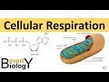 Cellular Respiration In Detail