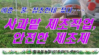 에효! 풀, 잡초와 전쟁에서 졌다~~~. 사과밭 안전한 제초제로 변경했다