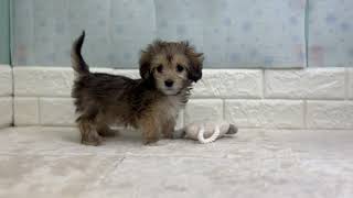 ハーフ犬の動画01